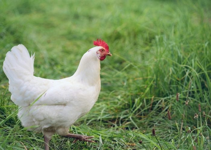 Lohmann White